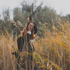 Meet your Posher, Elisha